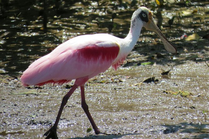 Crocodile Safari - Tarcoles River - Ratings and Reviews