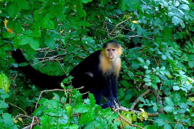 Cruise Shore Excursion Panama: Wildlife Gatun Lake - Reviews