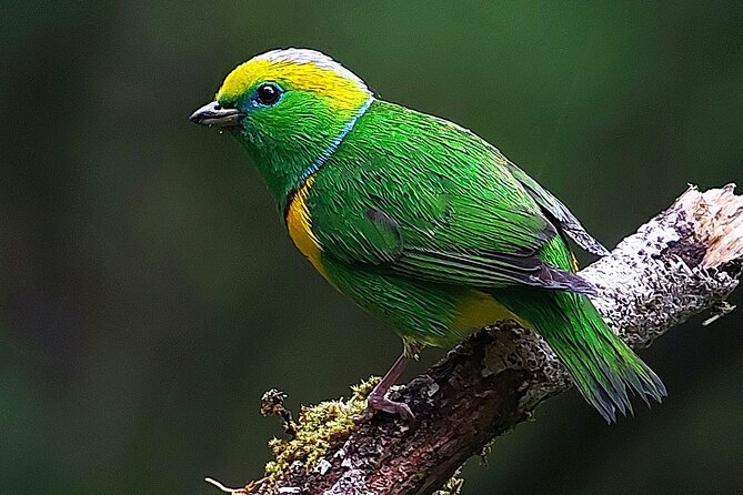 Curicancha Reserve Birdwatching Tour - Birdwatching Opportunities