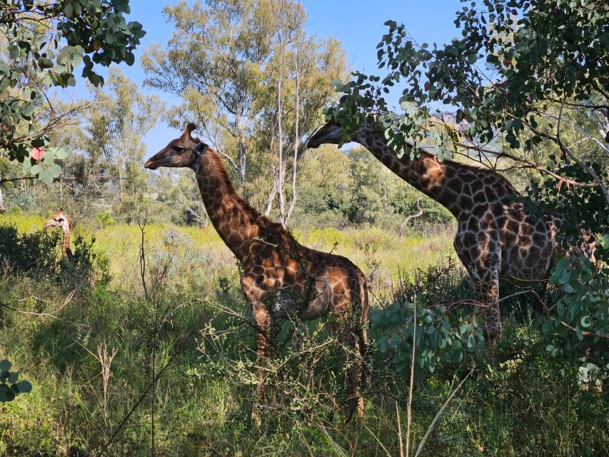 Cycle With Wild Animals (No Predators, Quality Cycles) - Preparing for the Cycling Adventure