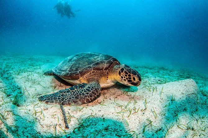 Dalyan River Cruise by Boat With Lunch and Sea Turtles Watching - Tour Participant Information