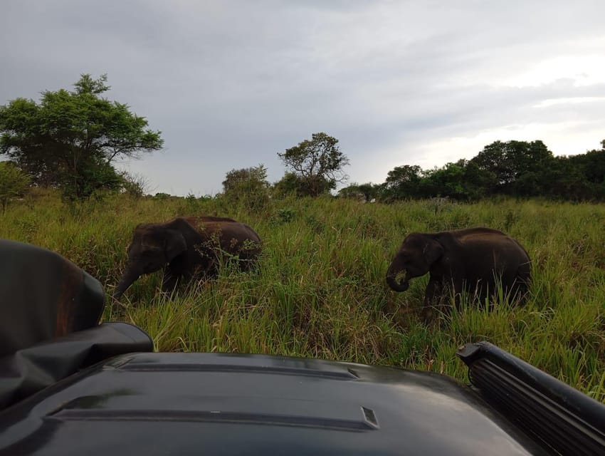 Dambulla/Sigiriya/Habarana: Minneriya National Park Safari - Inclusions