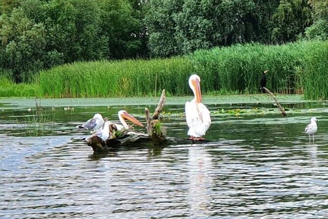 Danube Delta - Private Tour - Biosphere National Park - Tour Reviews and Ratings