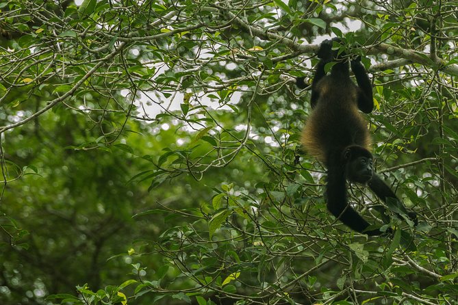 Day and Night Tour Combo by Pasión Costa Rica - Booking and Inquiries