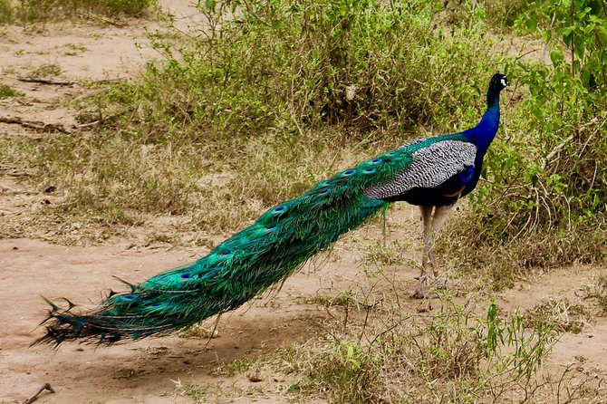 Day Excursion at Udawalawe National Park From Galle - Customer Experiences