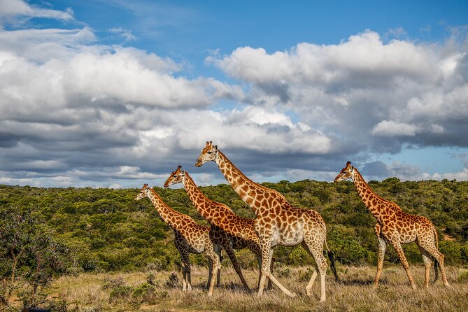 Day Safari at Pumba Private Game Reserve - Inclusions for Your Safari