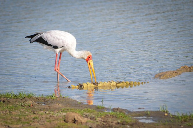 Day Safari Tour Selous Game Reserve - Tour Operating Hours and Policies