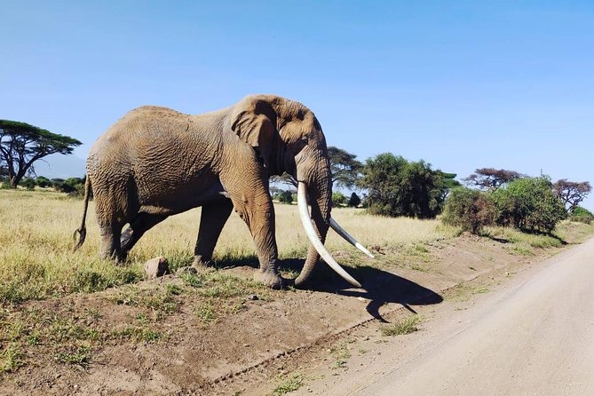 Day Tour to Amboseli National Park - Pricing and Booking Information