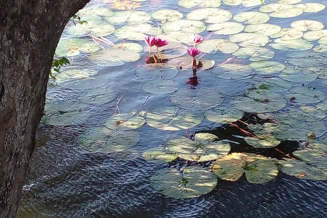 Day Tour to Anawilundawa Wetland Sanctuary - Pickup and Transportation