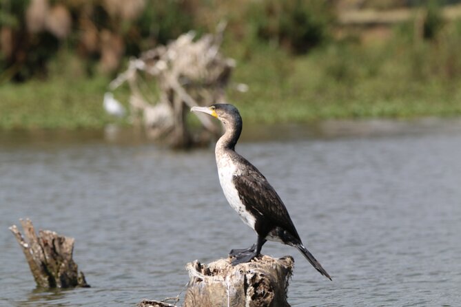 Day Tour to Hells Gate National Park and Optional Boat Ride on Lake Naivasha - Inclusions and Exclusions