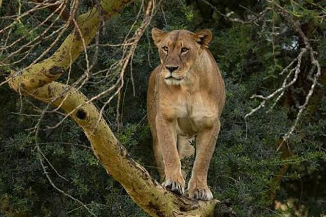 Day Tour To Lake Nakuru Park With Optional Boat Ride on Lake Naivasha - Adventure on Lake Naivasha