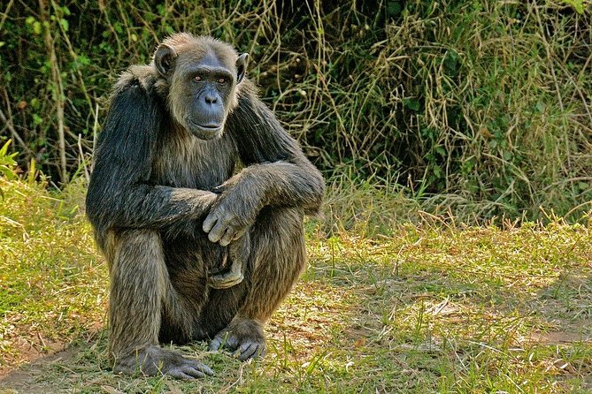 Day Tour to Ol Pejeta Conservancy - Tour Inclusions and Benefits