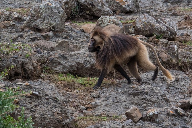 Day Trip From Addis Ababa To Debre Libanos & Portuguese Bridge - Customer Experiences and Reviews