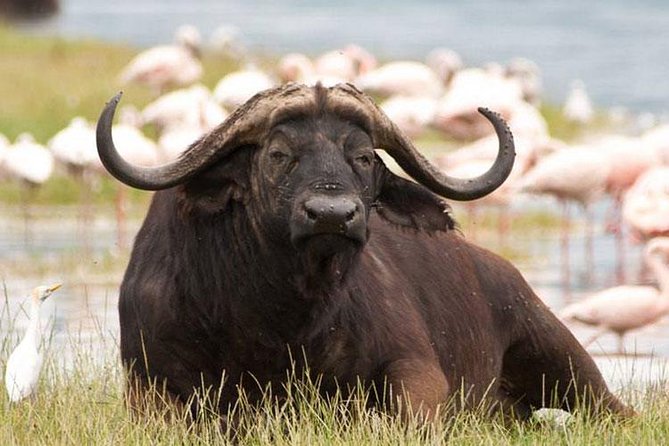 Day Trip - Lake Nakuru National Park Tour From Nairobi - Itinerary and Activities