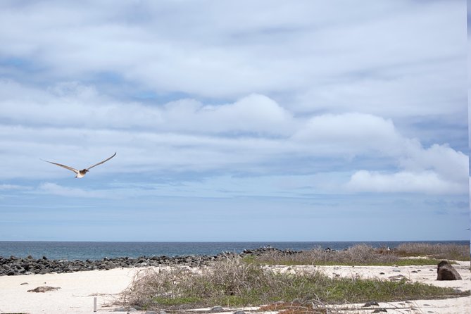 Day Trip to North Seymour Island From Puerto Ayora - Depart From Puerto Ayora