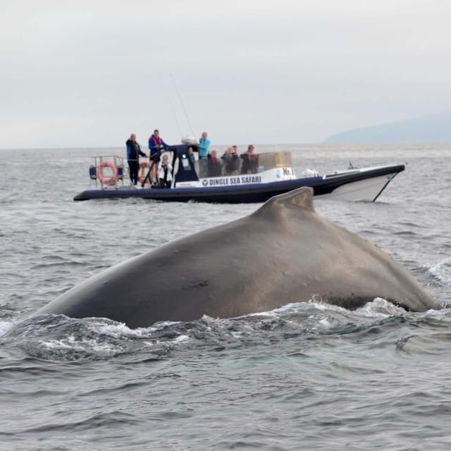 Dingle: Sea Safari by RIB Boat - Customer Reviews