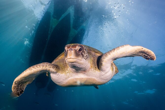 Discover Scuba Diving: Training Plus Boat Dive! - Traveler Reviews and Ratings