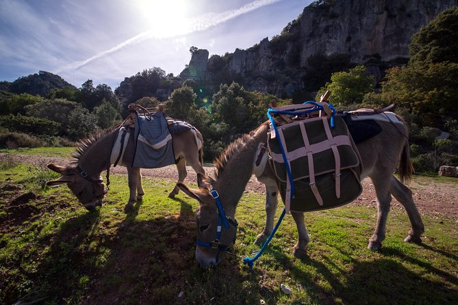 DISCOVER the Sardinia, the WAYS of TRANSHUMANCES With ANES - Health and Accessibility Information
