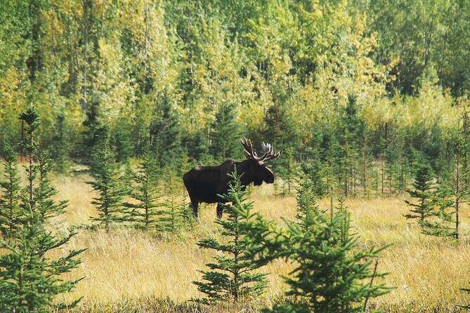 Discover Whitehorse With Northern Lights and Yukon Wildlife Tour - Tour Accessibility and Conditions