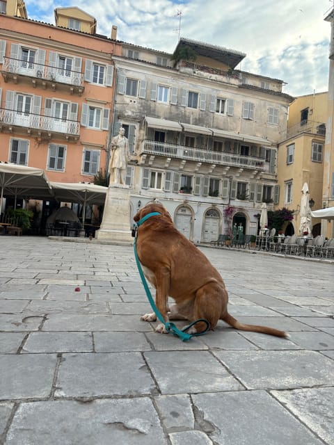 Dog City Tour or Enjoy the City With 4 Paws Guide - Customer Experience
