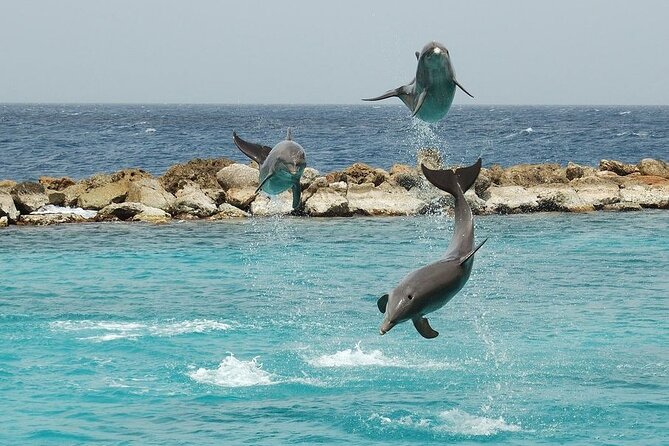 Dolphin House By Private Speed Boat & Drinks & Transfer-Hurghada - Booking Process