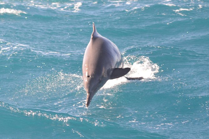 Dolphin House Royal VIP Special Day Snorkeling Sea Trip With Lunch - Hurghada - Traveler Feedback