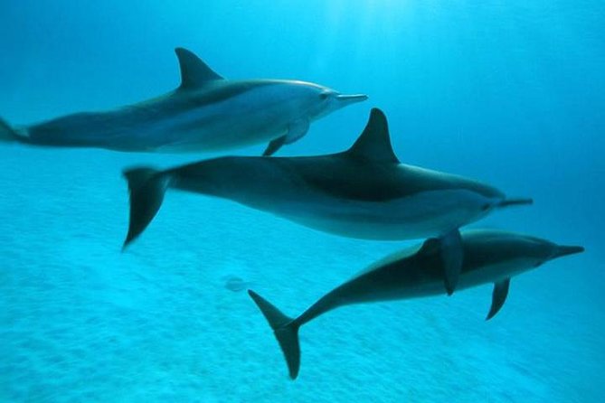 Dolphin Tour & Banana Boat Fun With Snorkeling From Hurghada - Participant Requirements