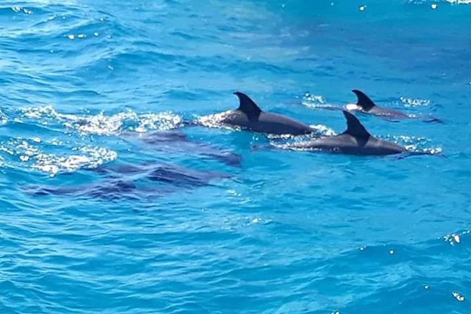 Dolphin Tour in Hurghada - Snorkeling Experience