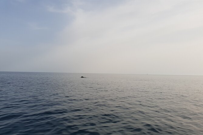 Dolphin Watching Sunset Boat Trip in Pula With Dinner - Accessibility and Participation