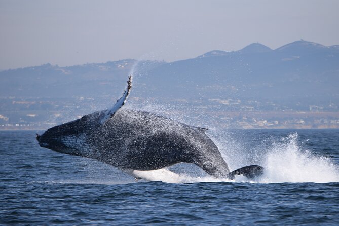 Dolphin & Whale Watching - Memorable Marine Life Sightings