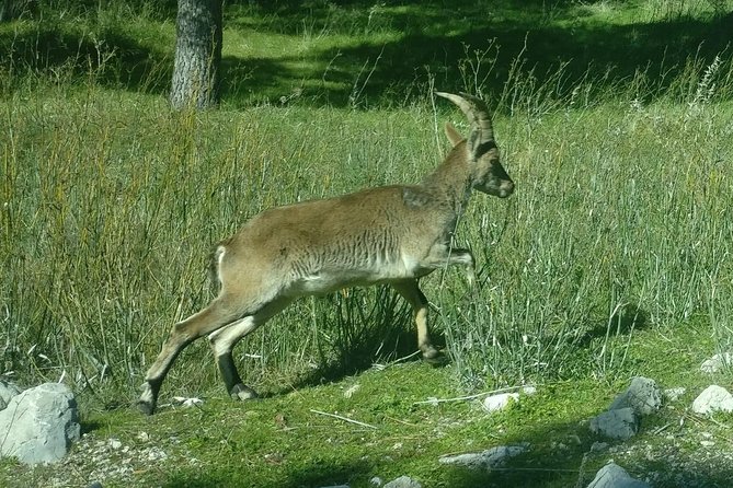 Donana National Park and El Rocío: Private Tour From Seville - Review Highlights