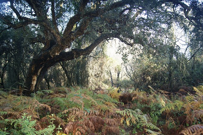 Doñana National Park in 4x4 and El Rocío - Additional Information