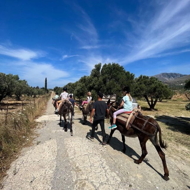 Donkey Riding - Brief & Easy Ride - Donkey Care and Handling