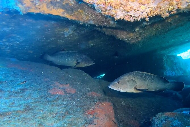 Double Dive in the Capo Carbonara Marine Protected Area, for Patents. - Suitability and Access