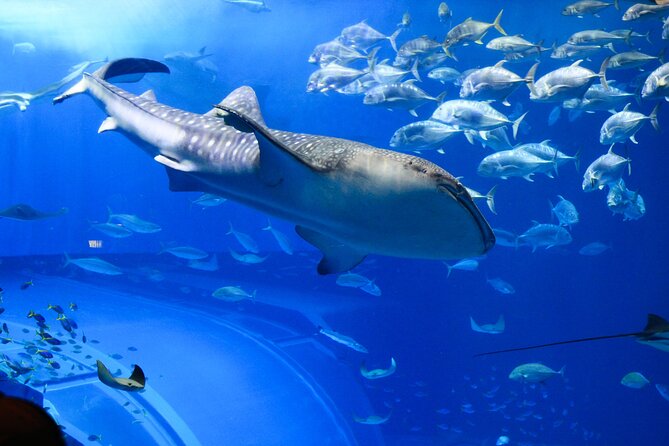 Dubai Aquarium and Underwater Zoo - Unique Marine Life