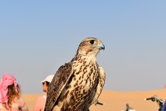 Dubai: Red Dunes Desert Safari, Camel Ride, Shows & BBQ Dinner - Pricing Information