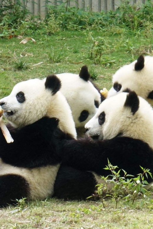 Dujiangyan Panda Tour and Anceint Town(Option Panda Keeper ) - Optional Panda Keeper Program