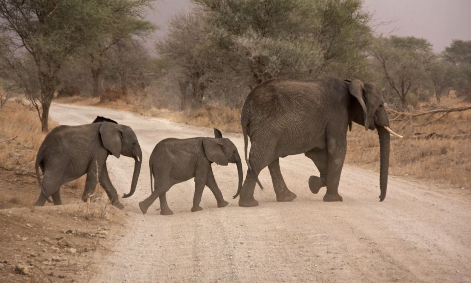 Durban: Hluhluwe Big 5 Safari With Pro Zeiss Binoculars - Panoramic Lunch Views