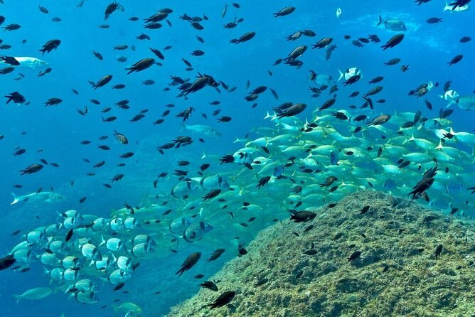Eco-snorkeling in the Medes Islands - Highlights of the Snorkeling Experience