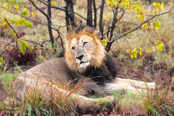 Economic 1-Day Kruger Safari From Maputo - Pricing and Booking Information