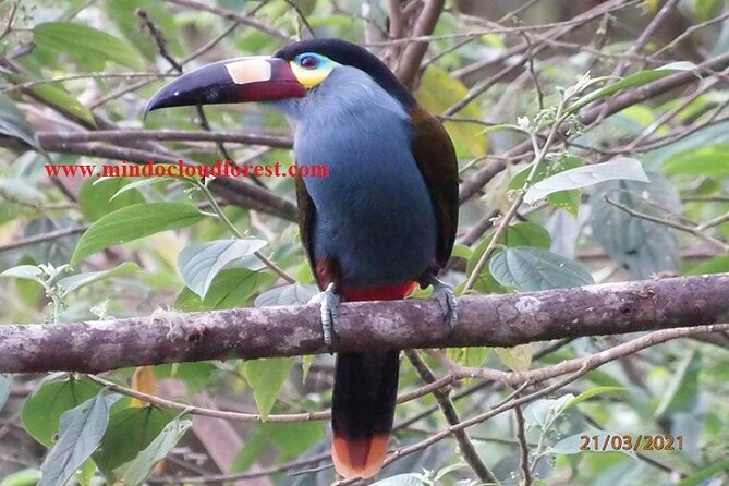 Ecuador Birds Tour & Mindo Cloud Forest - by Richard Hernandez - Bird Count