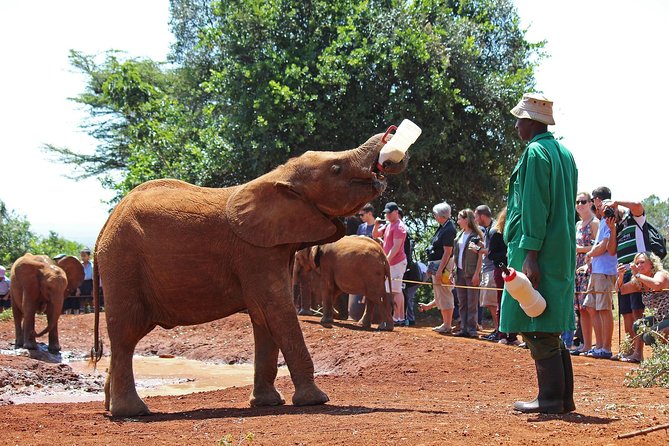 Elephant Orphanage & Giraffe Centre Tour - Transportation and Accessibility