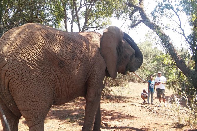 Elephant Walk Guided Half Day Tour From Johannesburg - Conservation Efforts and Insights