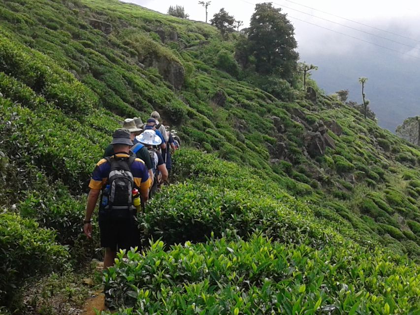 Ella: Trekking Through Sri Lankan Tea Plantation & Picnic - Meeting Point and What to Bring