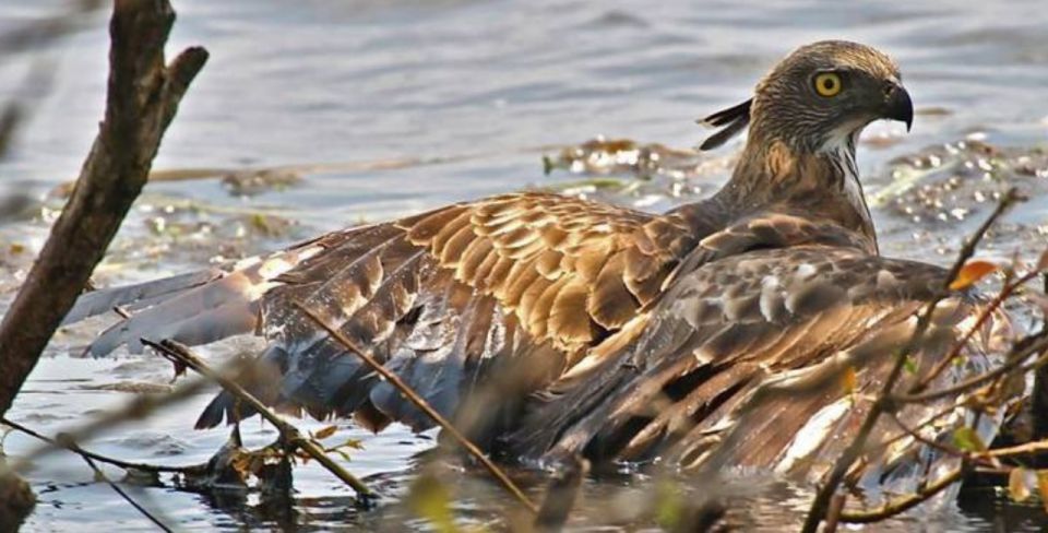 Enjoy a 5-Day Getaway to the Golden Sands of Negombo - Itinerary Day 2: Bird-watching Tour