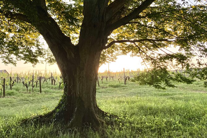 Epicurean Discovery Tour With Wine & Local Specialties - Local Specialties Tasting
