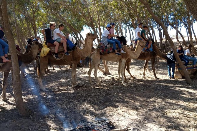 Essaouira Activities: Discover Essaouira by Quad - Unique Wildlife Encounters