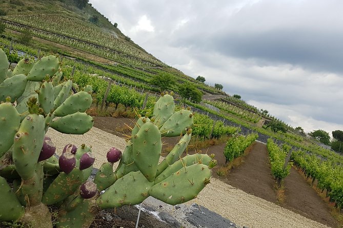 Etna Scenic Tour & Wine Experience (Day Trip) - Cancellation and Refund Policy
