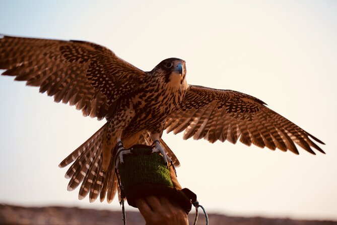 Evening Desert Safari Abu Dhabi With Hot BBQ Dinner - Dining and Entertainment
