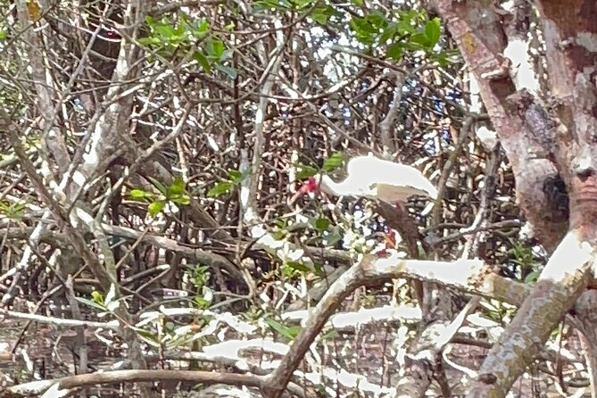 Exclusive Kayak Expedition: Exploring the Mangroves to Shell Key - Customizing Your Kayak Expedition